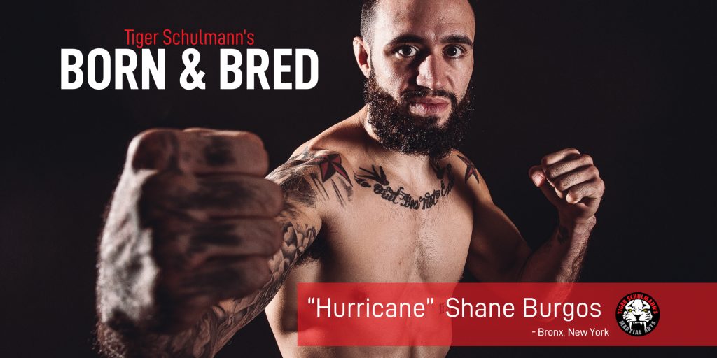 Tiger Schulmann's MMA fighter Shane Burgos with fists up