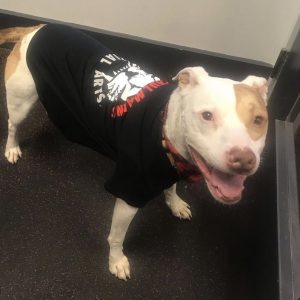 A dog wearing a Tiger Schulmann's shirt in Red Bank